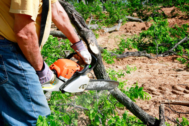 Best Affordable Tree Service  in USA